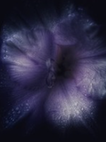 HD Howard HD Howard - Dark Blooms - Flower 7  Large Frame