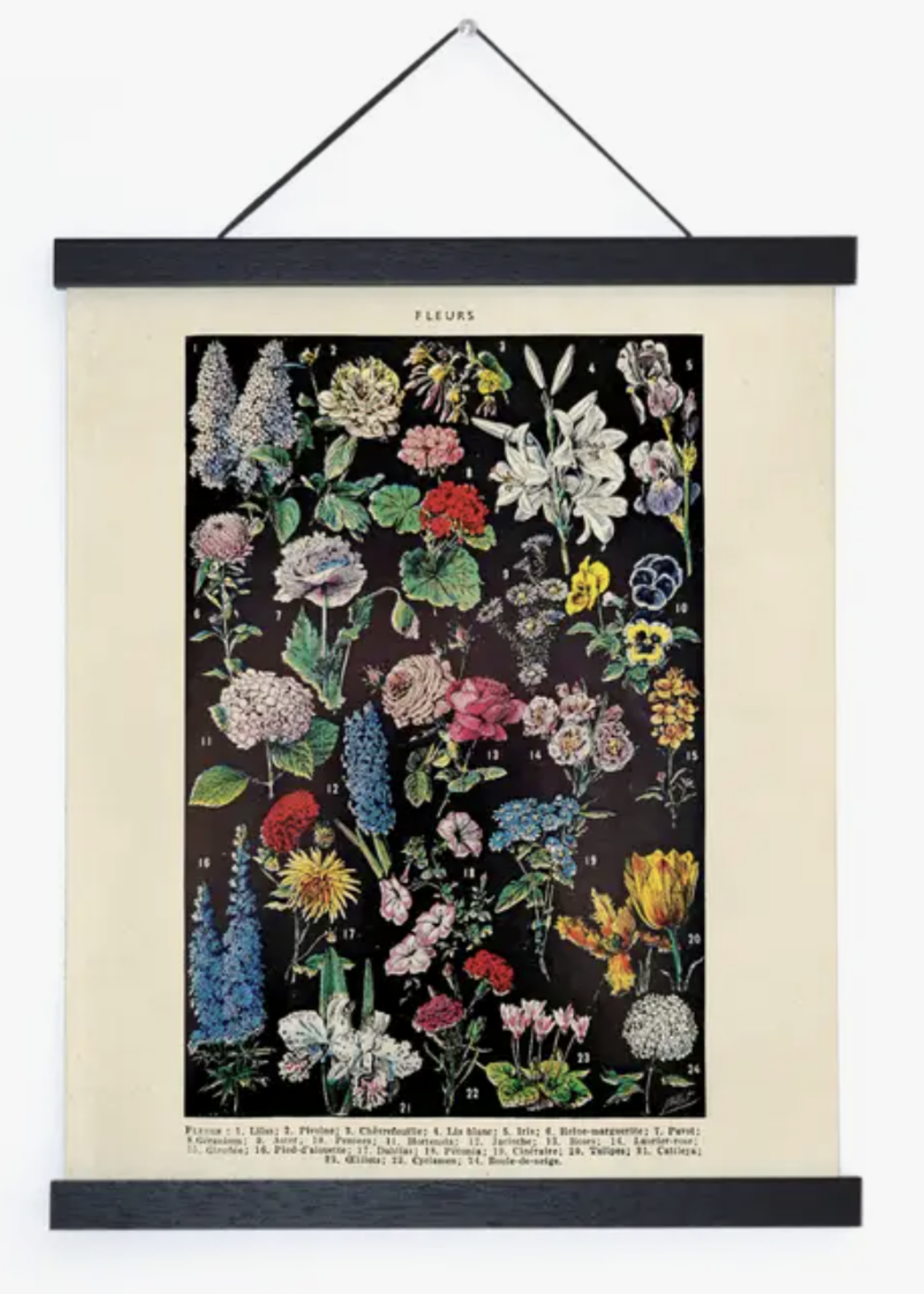 Curious Prints Vintage Botanical Fleurs 2 Flower Print w/ Walnut Hanging Frame