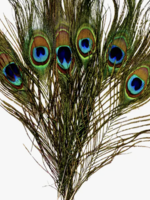 Faiza Naturals Peacock Feather
