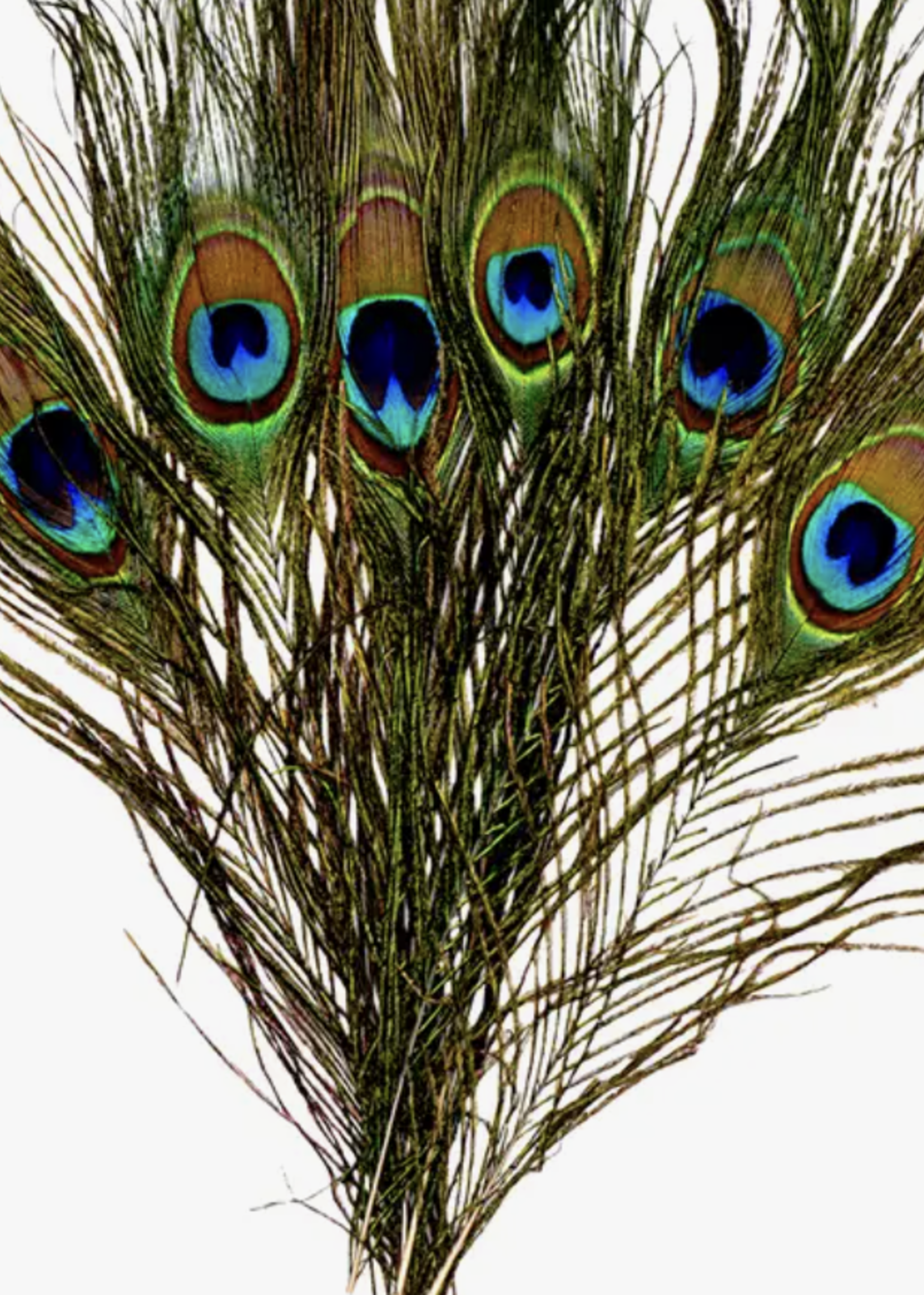 Faiza Naturals Peacock Feather