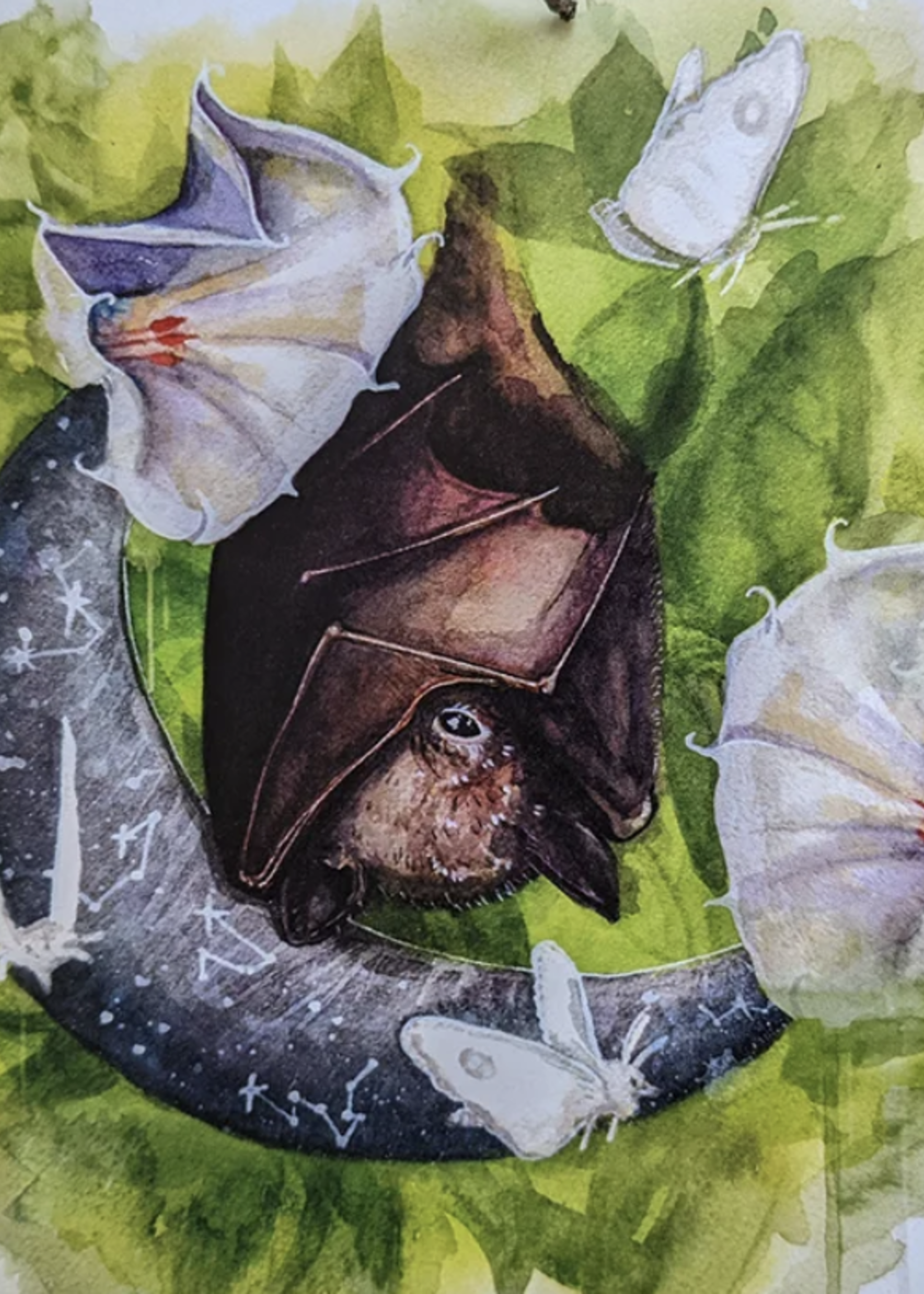 Object Natura Shy Bat Print - 8x8