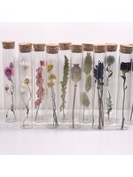 Modern Druid 15CM Tubes with Dried Flowers- Assorted