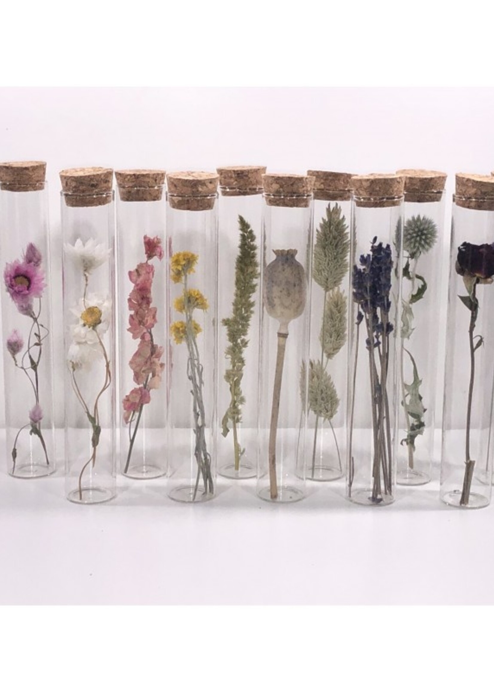 Modern Druid 15CM Tubes with Dried Flowers- Assorted
