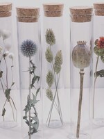 Modern Druid 20CM Tubes with Dried Flowers- Assorted