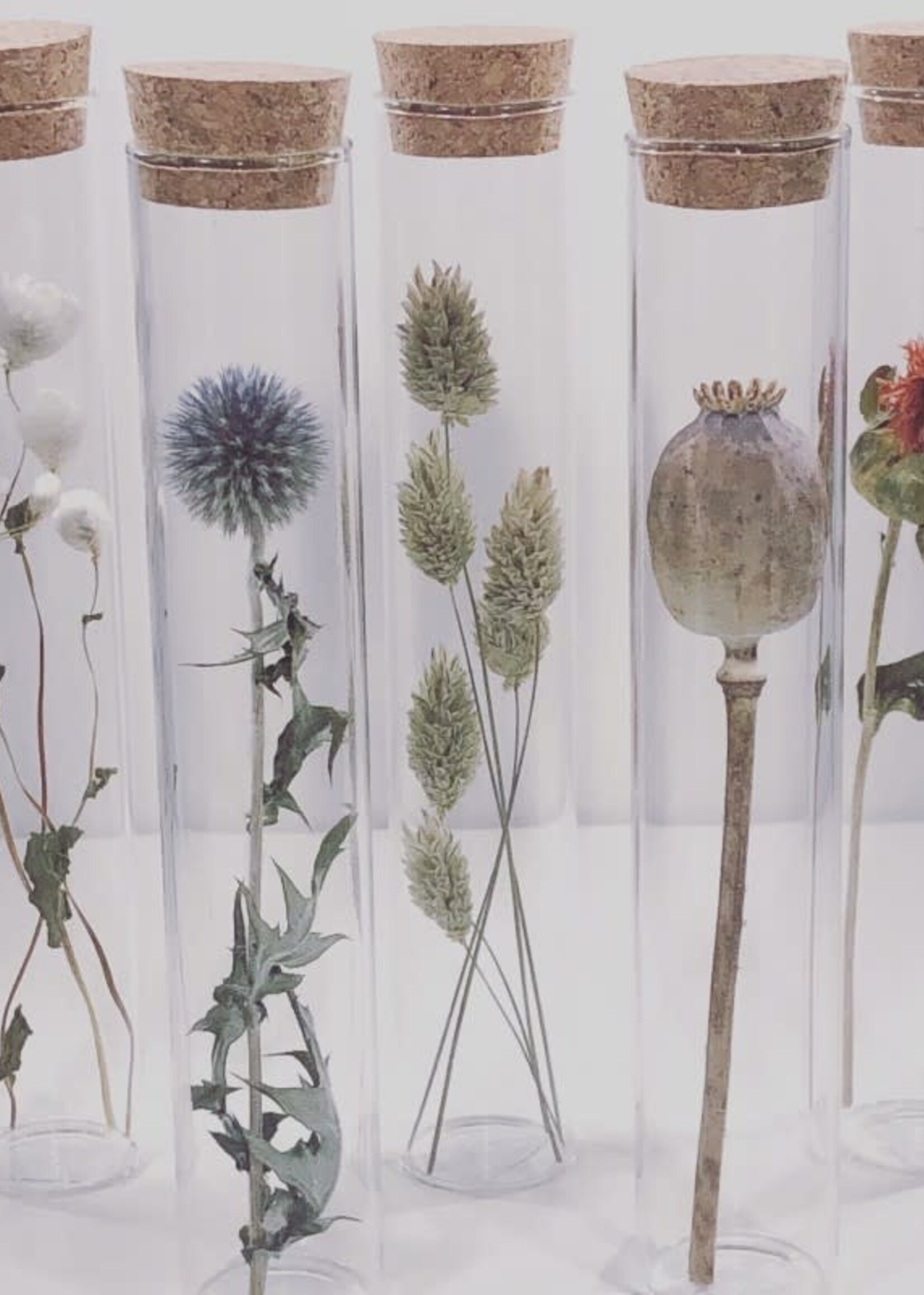 Modern Druid 20CM Tubes with Dried Flowers- Assorted