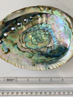 Faiza Naturals Abalone Shell