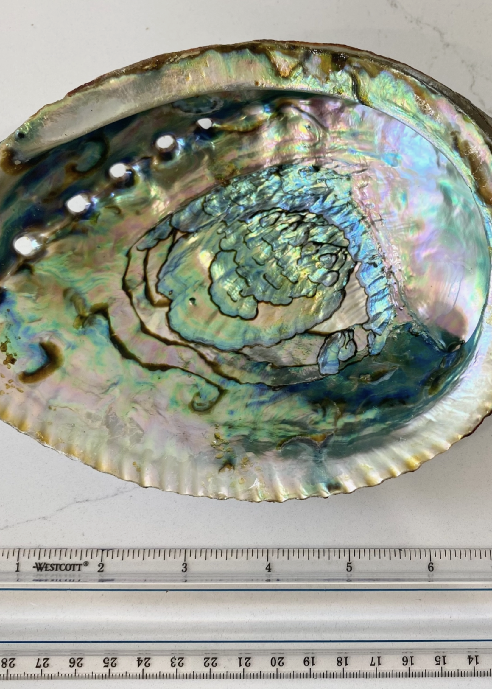 Faiza Naturals Abalone Shell