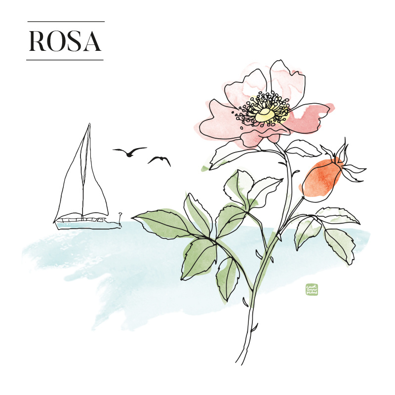 Rosa