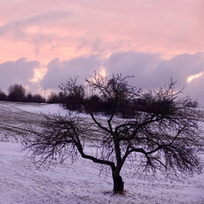 Le 1603 Calendrier 16 mois 2025-2026 - mural