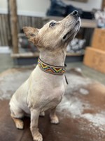Bonjour Hand Tooled Beaded Dog Collar