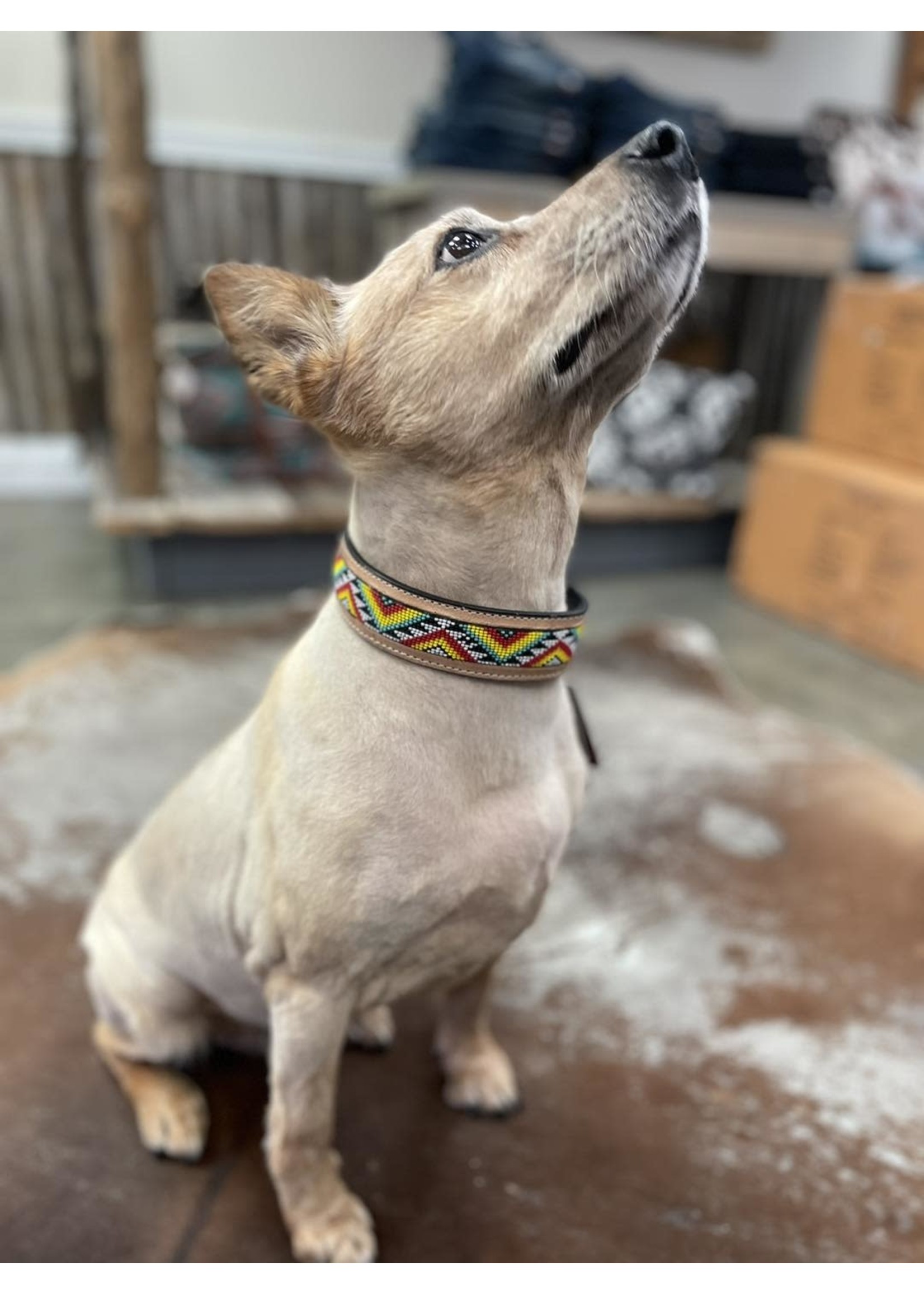 Bonjour Hand Tooled Beaded Dog Collar