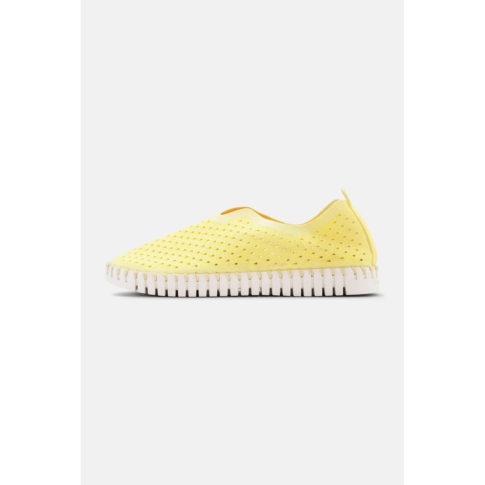 ILSE JACOBSEN ILSE JACOBSEN Tulip