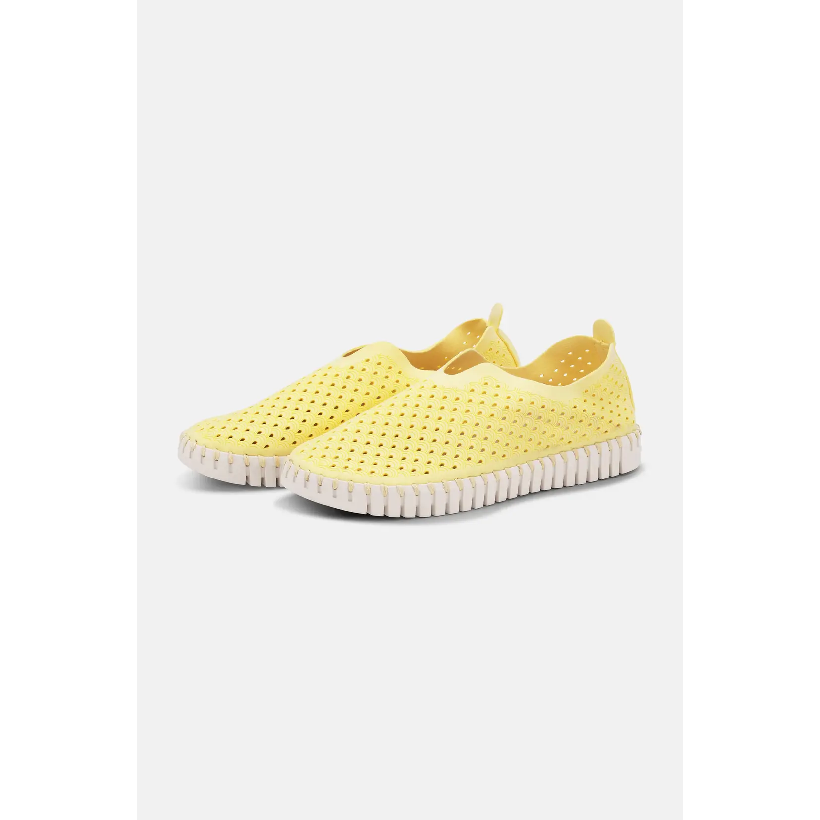 ILSE JACOBSEN ILSE JACOBSEN Tulip