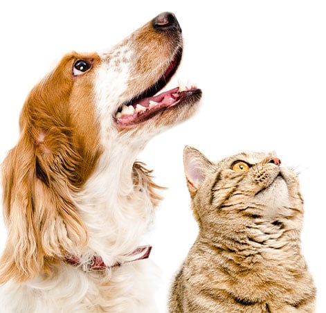 animaux-chat-chien