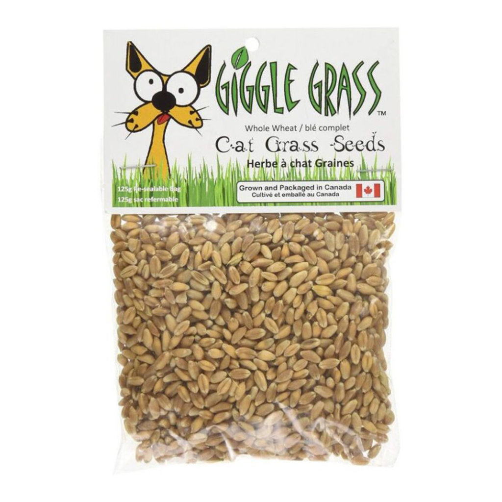 Giggle Grass - Graines D'Herbe À Chat - Mel'Animo - Centre de bien