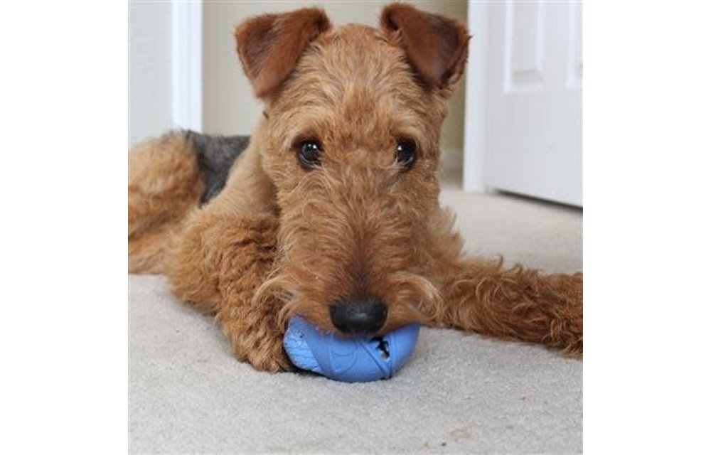 Jolly Monster Mouth Ball 2.5'' Blue
