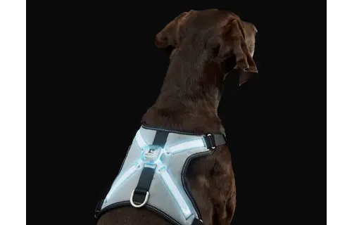 RC Pets Nova LED Light Harness