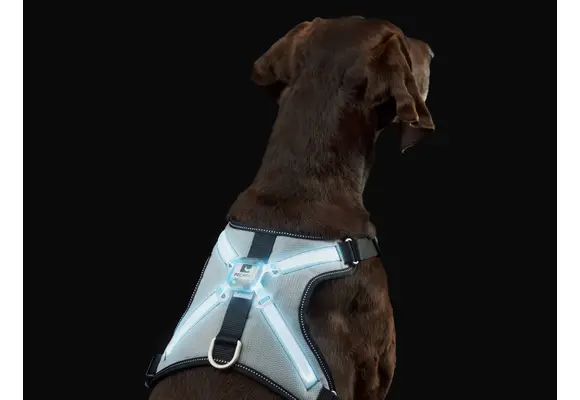 RC Pets Nova LED Light Harness