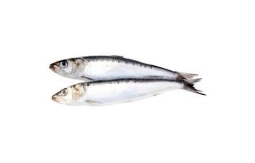 Big Country Raw Sardines 1lb