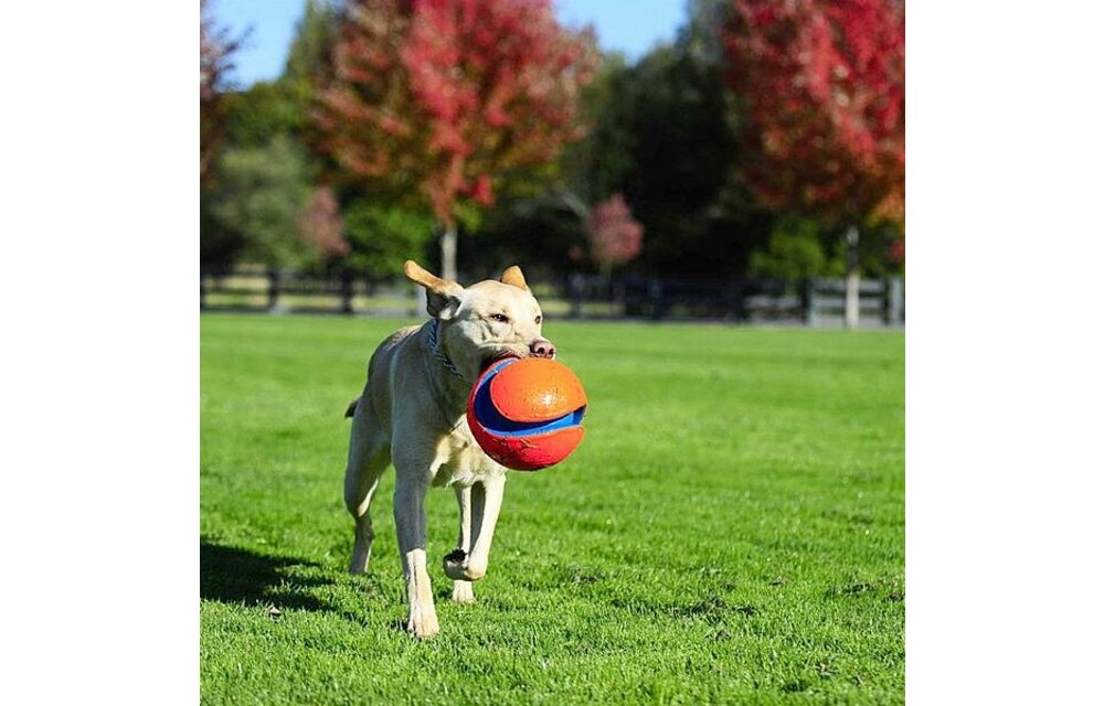 Chuckit Kick Fetch Large