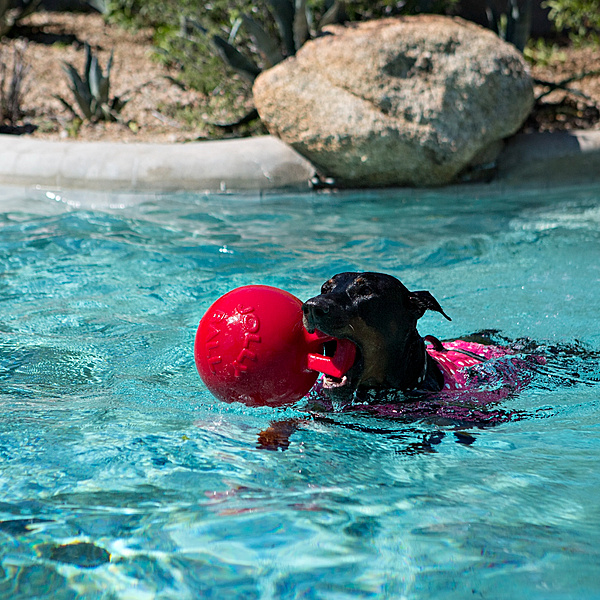Jolly Ball Tug N Toss Ball Red 6”