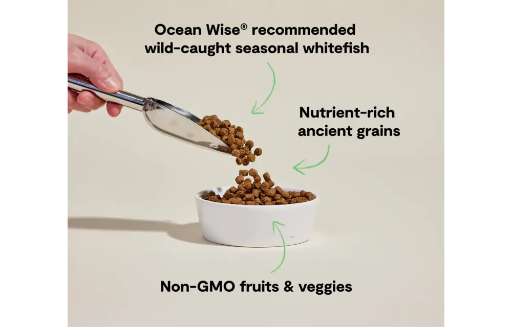 Open Farm Dog Ancient Grains Whitefish 4lb