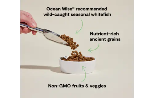 Open Farm Dog Ancient Grains Whitefish 22lb