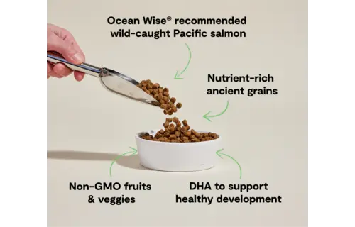 Open Farm Dog Ancient Grains Salmon Puppy 4lb