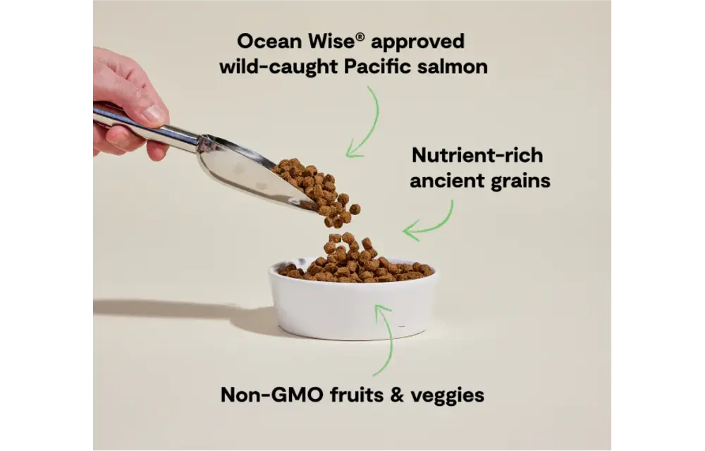 Open Farm Dog Ancient Grains Salmon 4lb