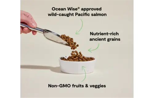 Open Farm Dog Ancient Grains Salmon 4lb