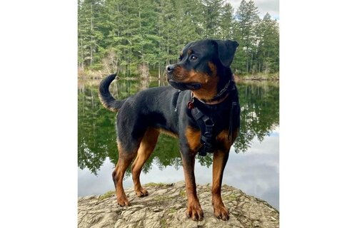 Smellydogz No-Pull Comfort Harness Black Large