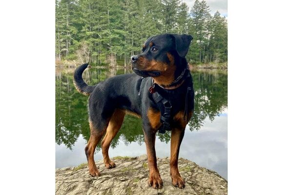 Smellydogz No-Pull Comfort Harness Black Large