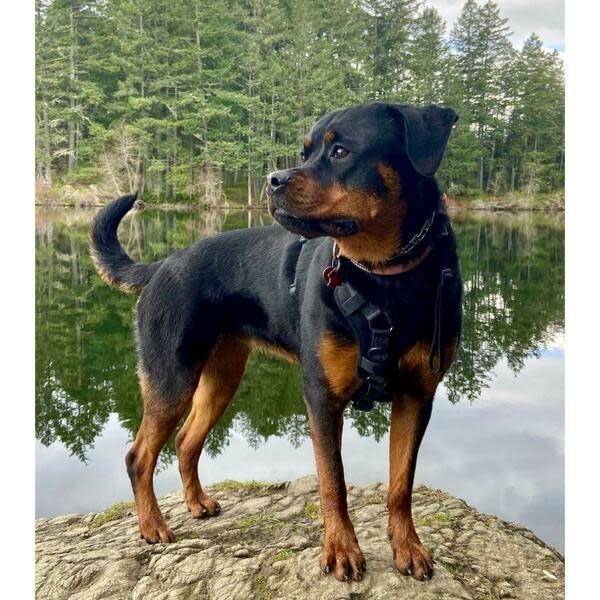 Smellydogz No-Pull Comfort Harness Black Large