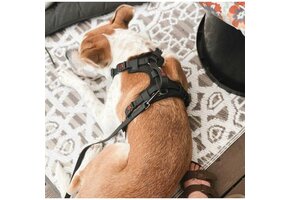 Smellydogz No-Pull Comfort Harness Black Small