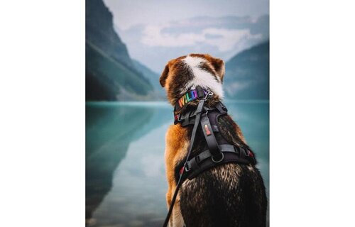 Smellydogz No-Pull Comfort Harness Medium Black