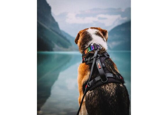 Smellydogz No-Pull Comfort Harness Medium Black