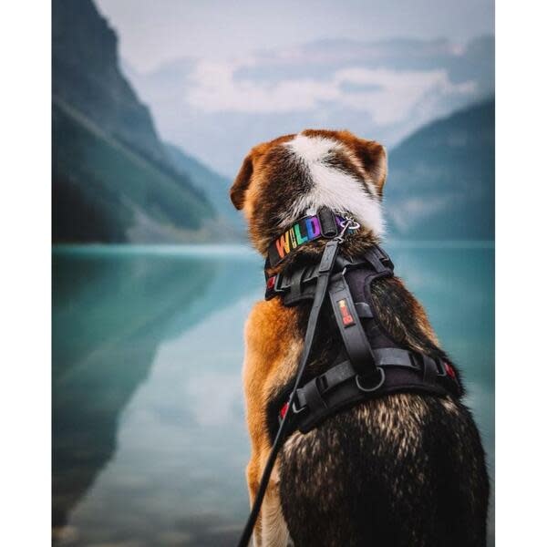 Smellydogz No-Pull Comfort Harness Medium Black