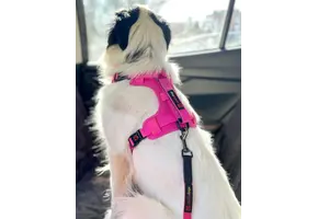 Smellydogz No-Pull Comfort Harness Pink Small