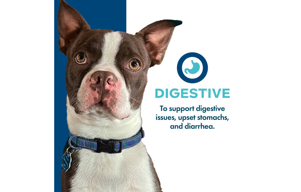 Fromm Dog Nutritionals Supplement Digestive Pate 13oz