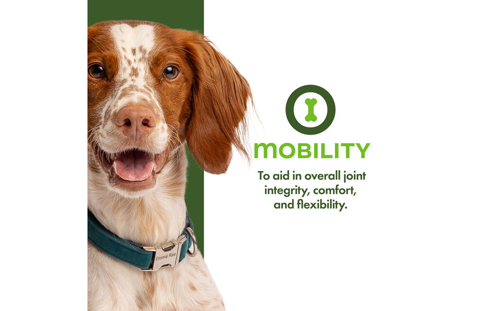 Fromm Dog Nutritionals Supplement Mobility Pate 13oz