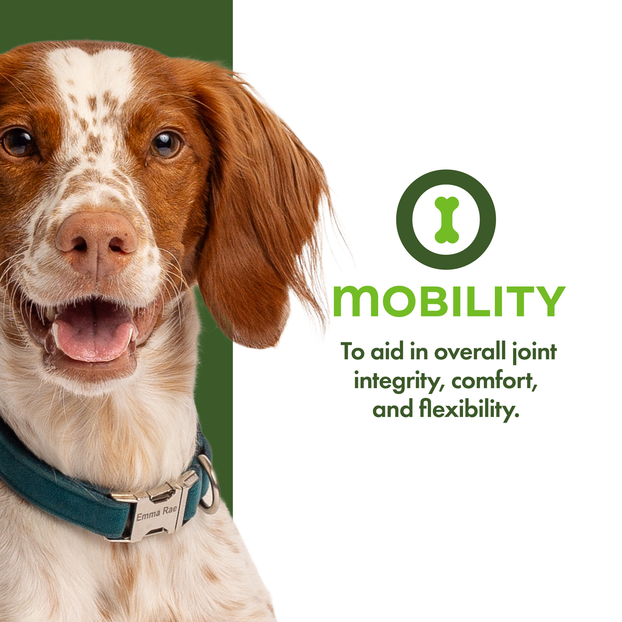 Fromm Dog Nutritionals Supplement Mobility Pate 13oz