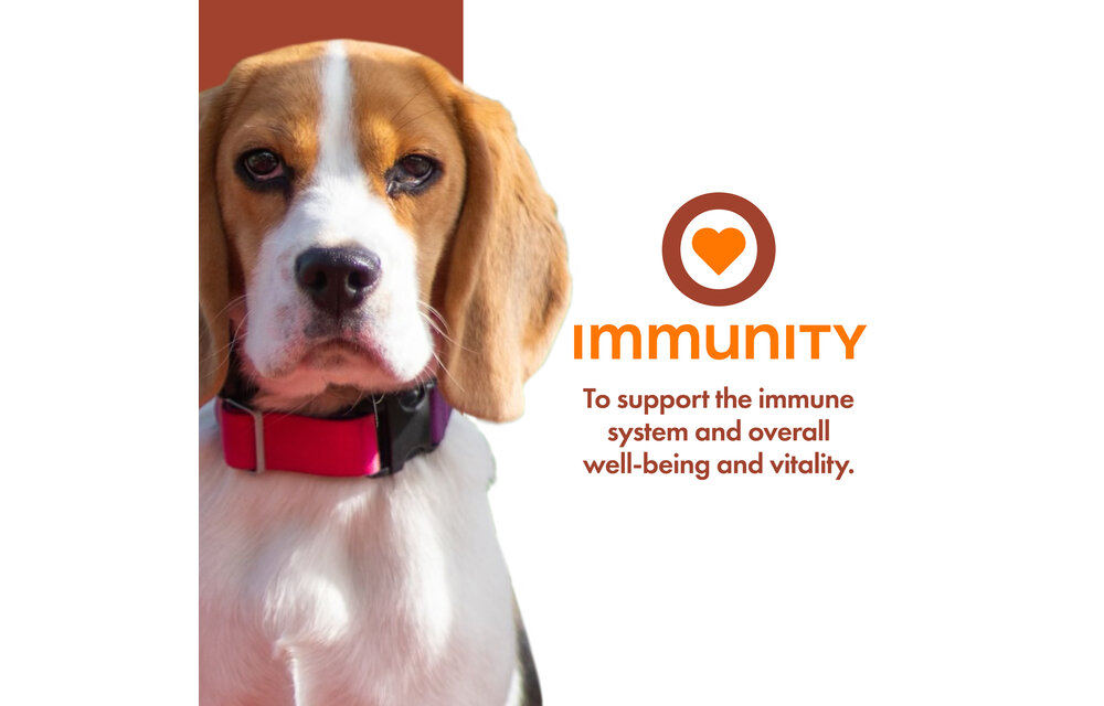 Fromm Dog Nutritionals Supplement Immunity Pate 13oz