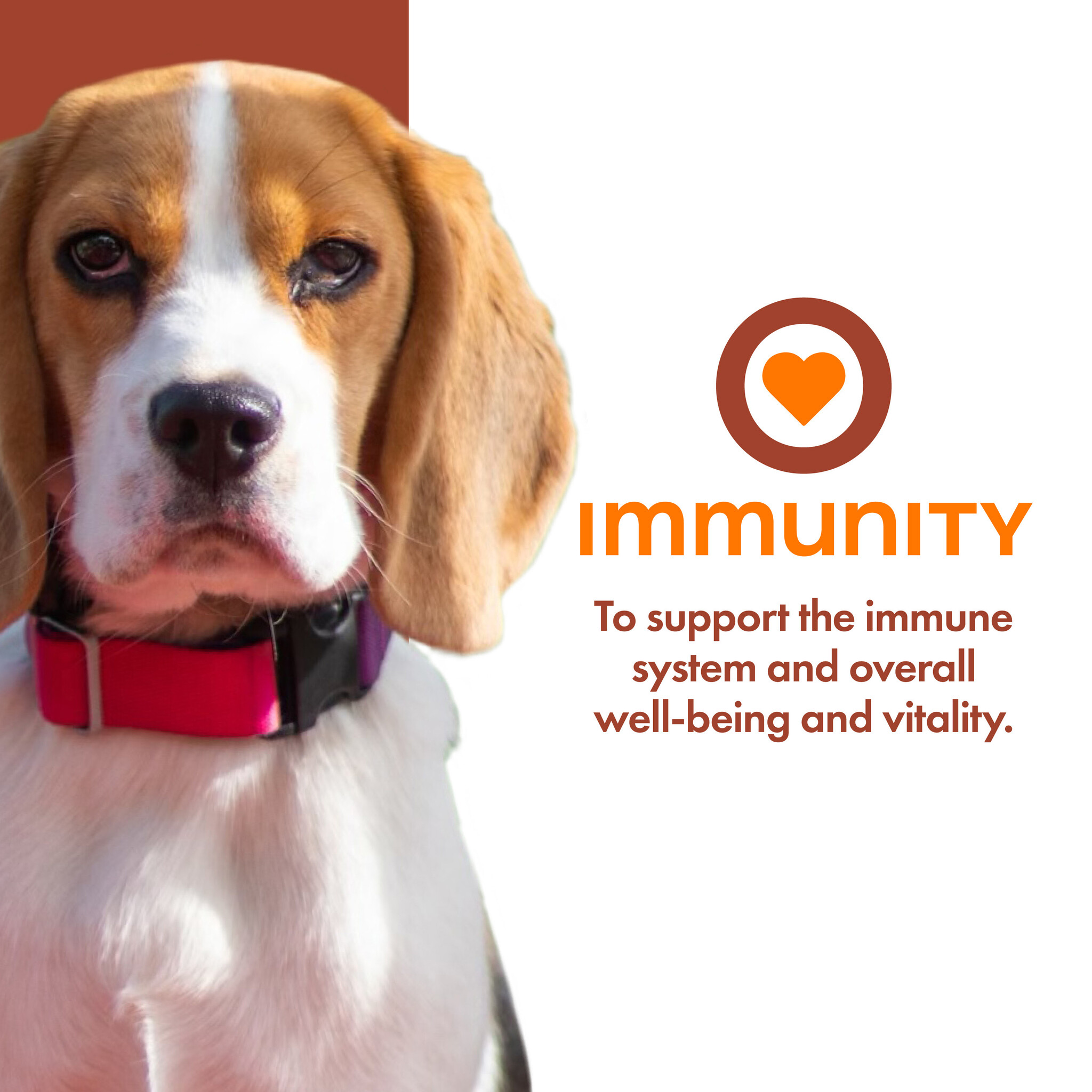Fromm Dog Nutritionals Supplement Immunity Pate 13oz