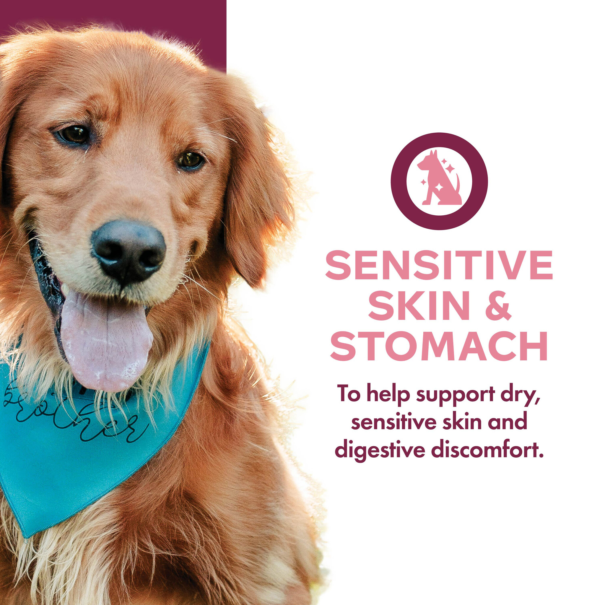 Fromm Dog Nutritionals Supplement Sensitive Skin & Stomach Pate 13oz