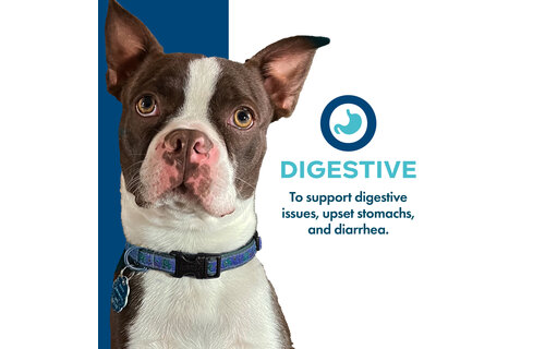 Fromm Dog Nutritionals Treats Digestive 6oz