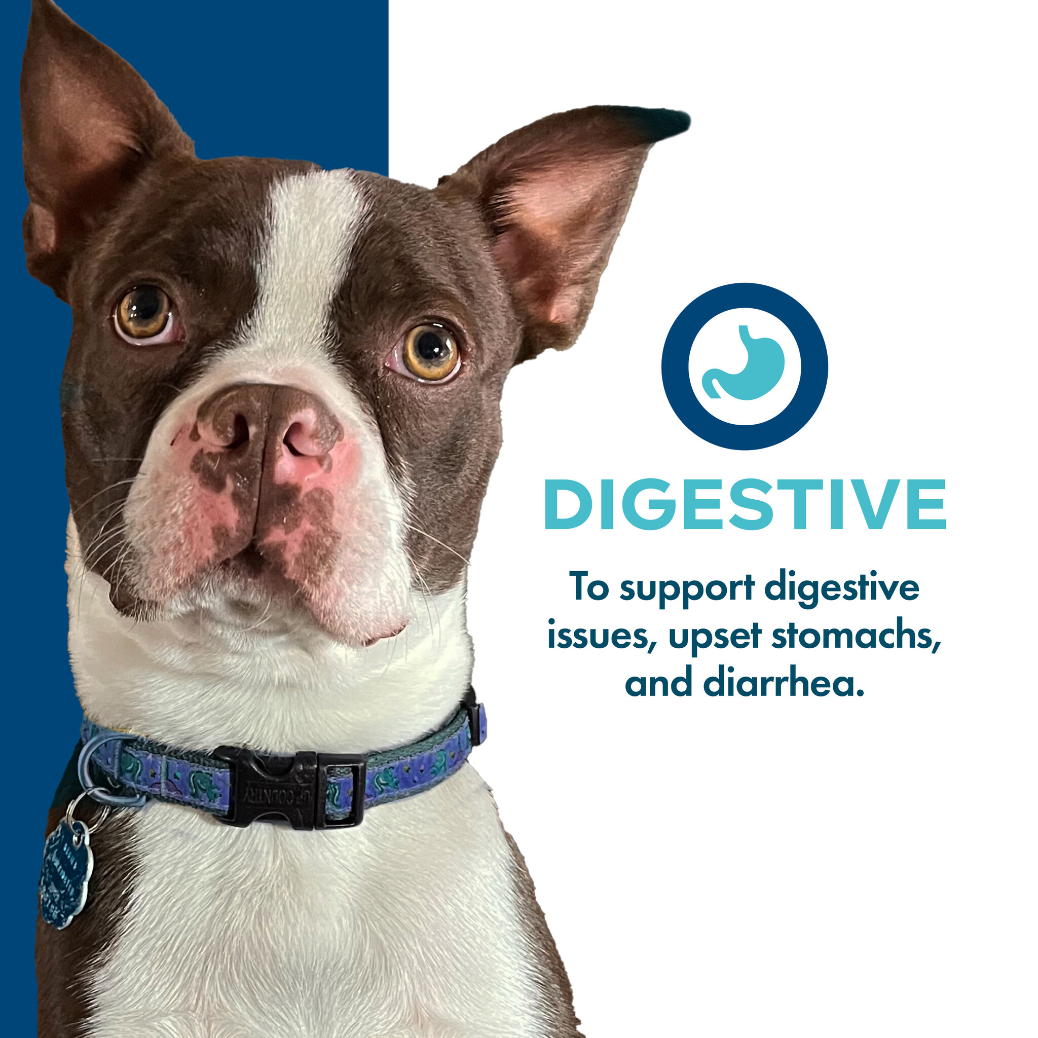 Fromm Dog Nutritionals Treats Digestive 6oz