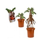 The noble collection Harry Potter - Peluche Mandrake interactive