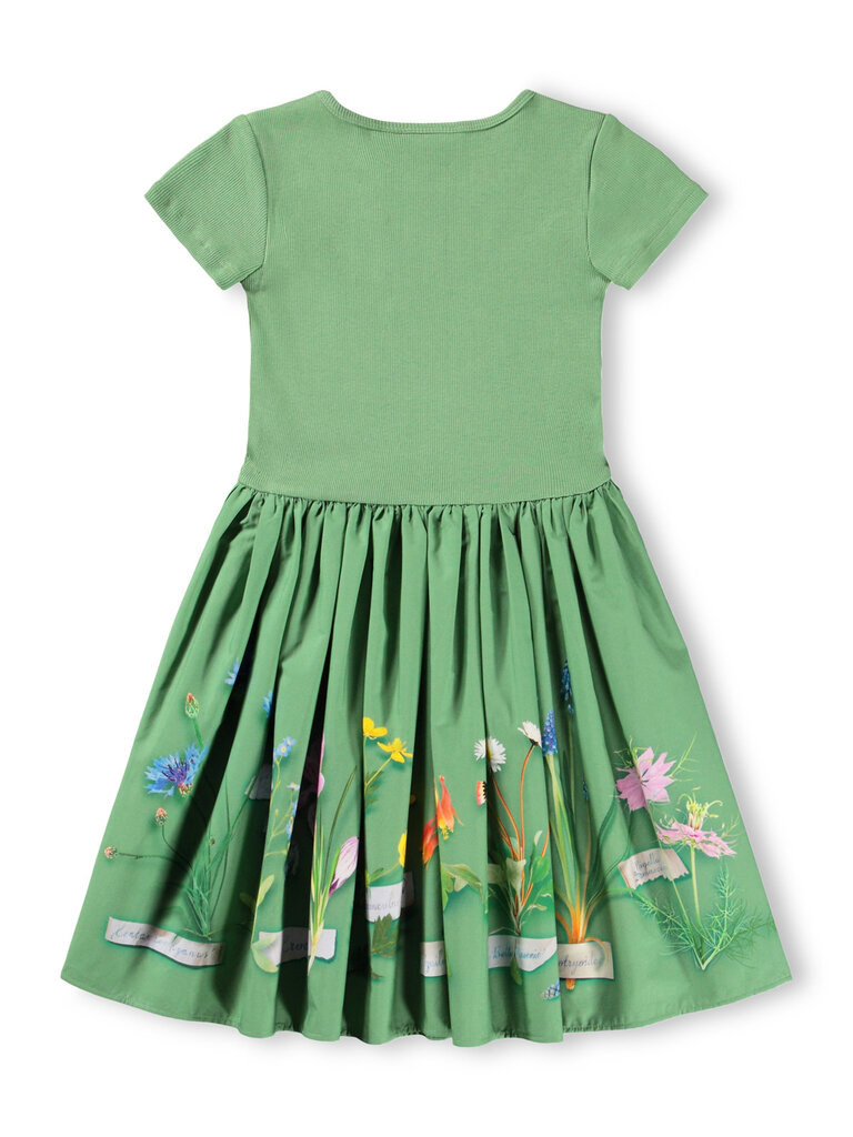 Molo Cissa - Flora Collector