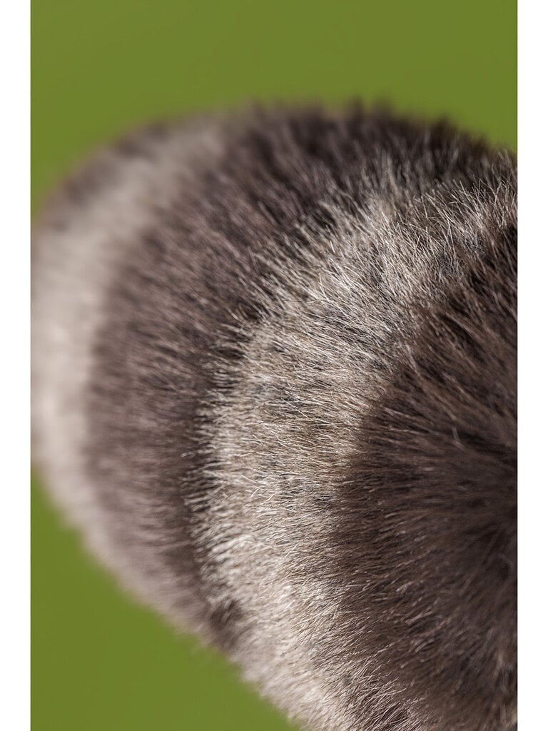 Jellycat Trixiwoo Raccoon