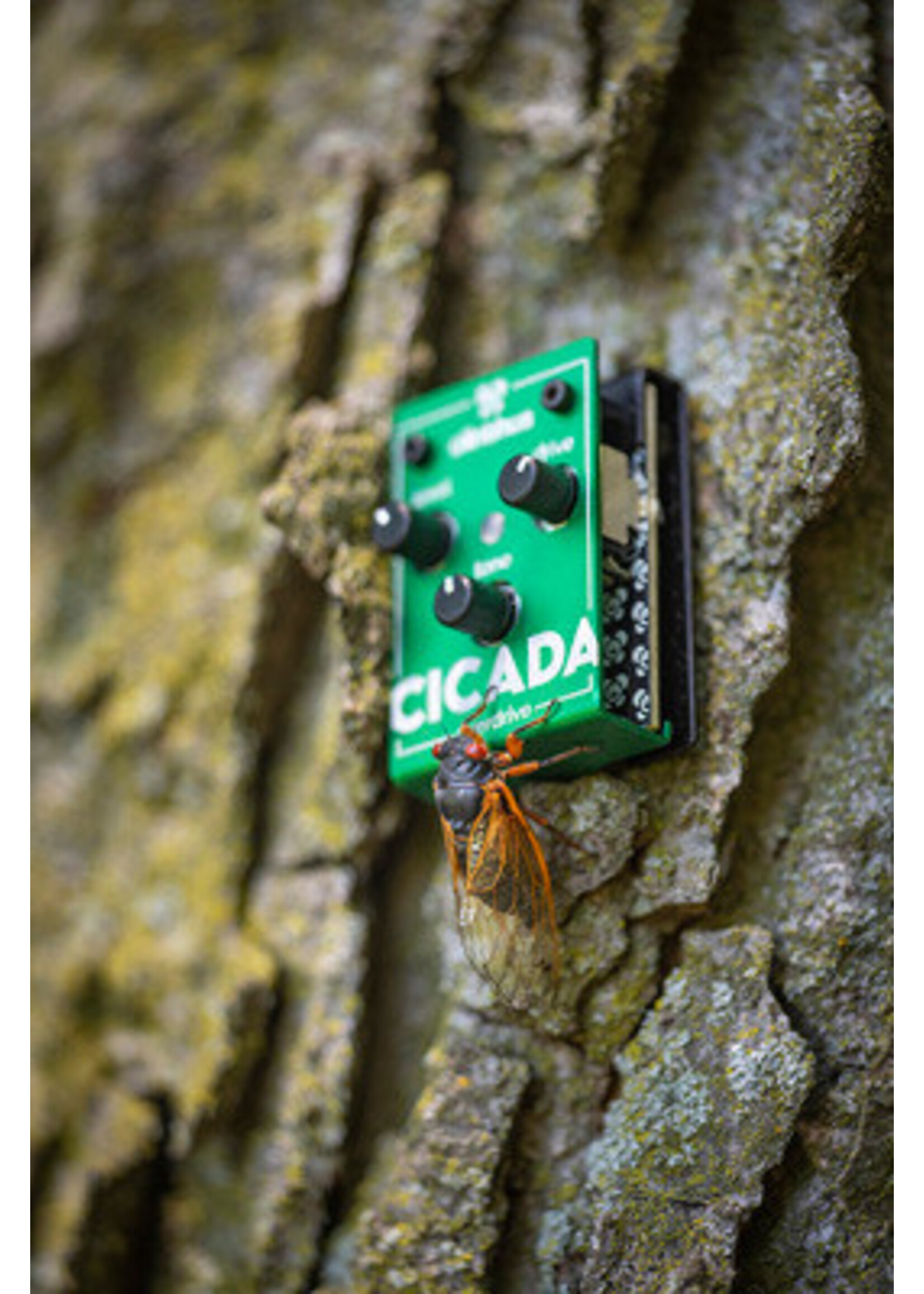 Olinthus Olinthus CICADA Overdrive Pedal